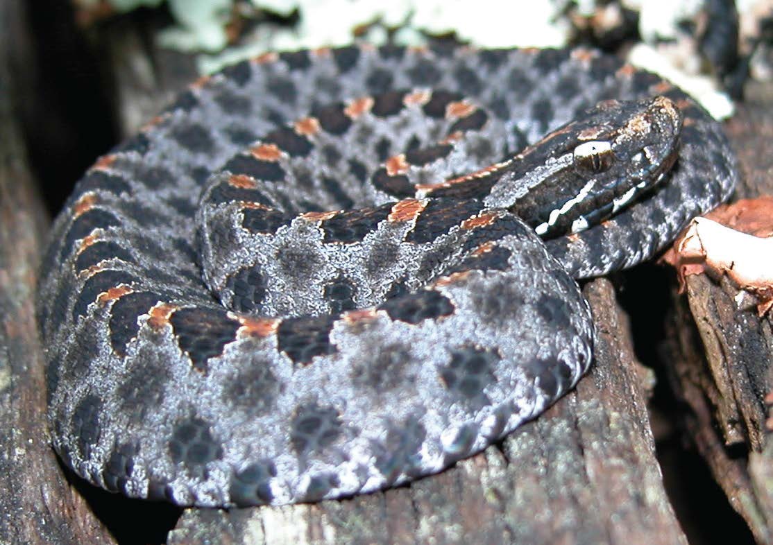 Pygmy Rattlesnake (Venomous)